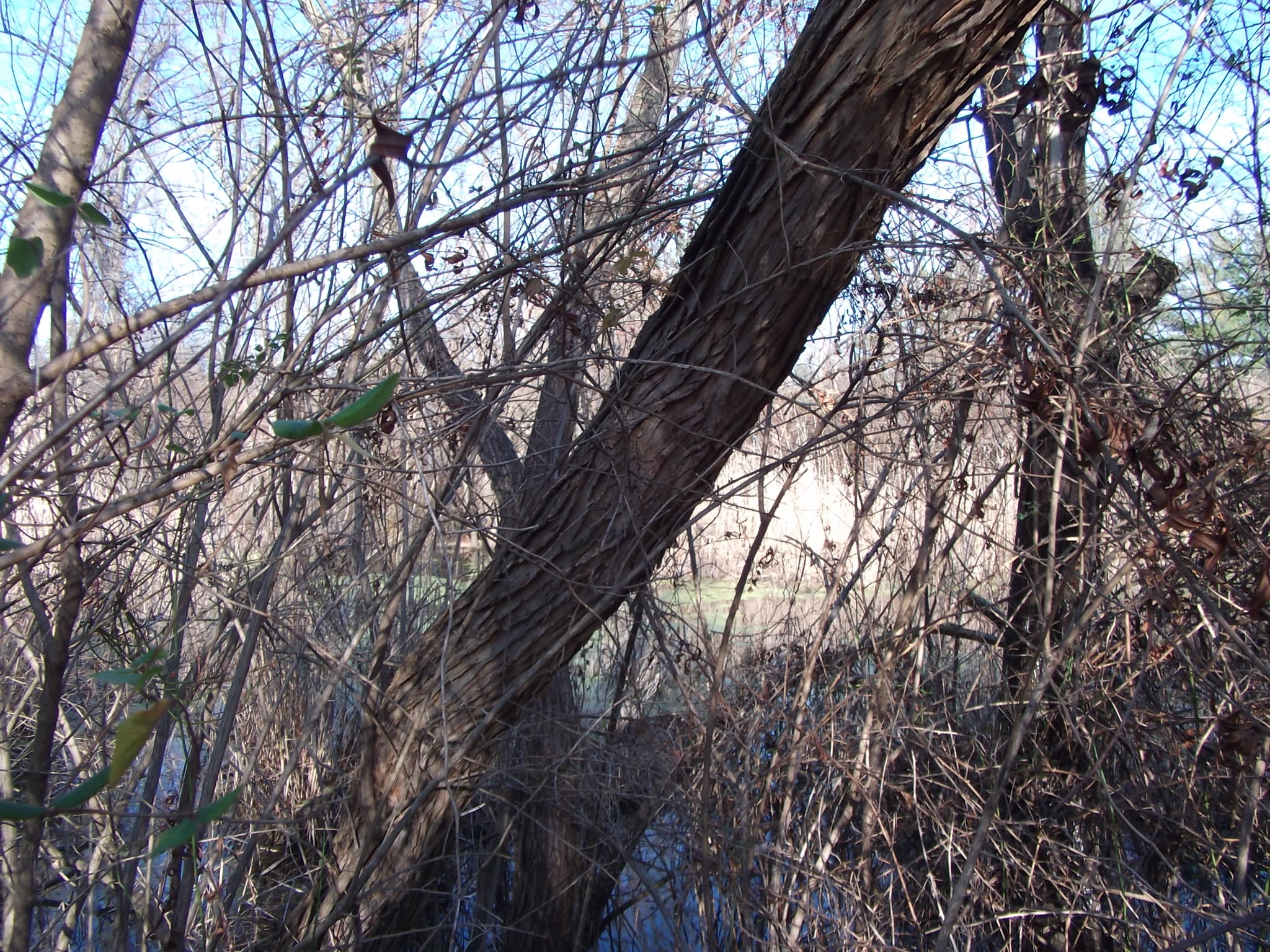 Retention Pond